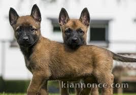 Chiots berger belge malinois