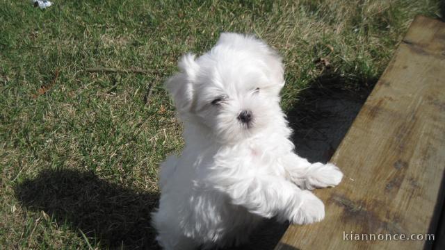 Bichon maltais disponible 