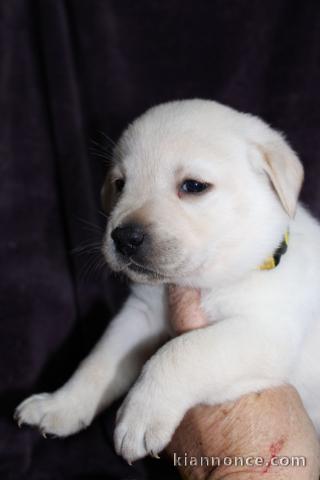 Chiots pure race Labrador disponible