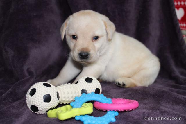 Chiots pure race Labrador disponible