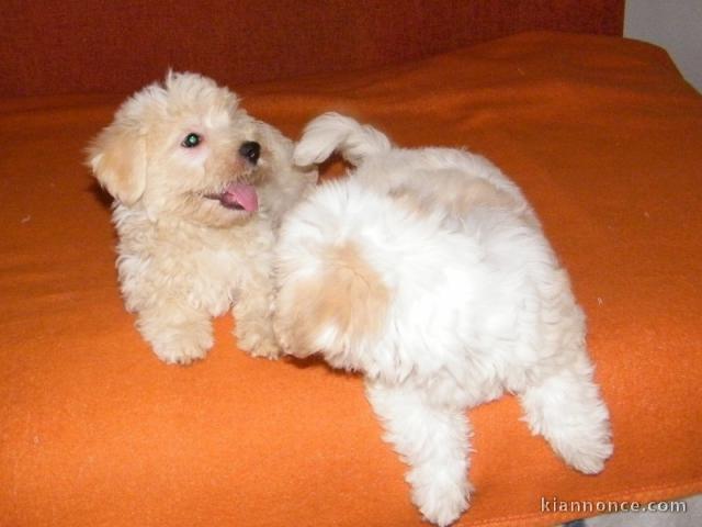 Chiots bichon havanais disponible pour de détails me contacter 