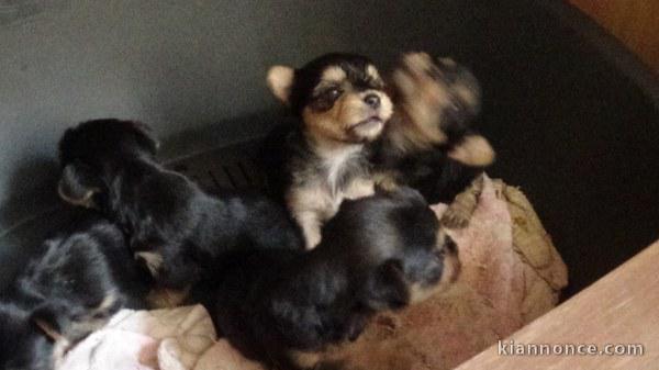 Chiots yorshire disponible de suite contacter moi si intéressé 