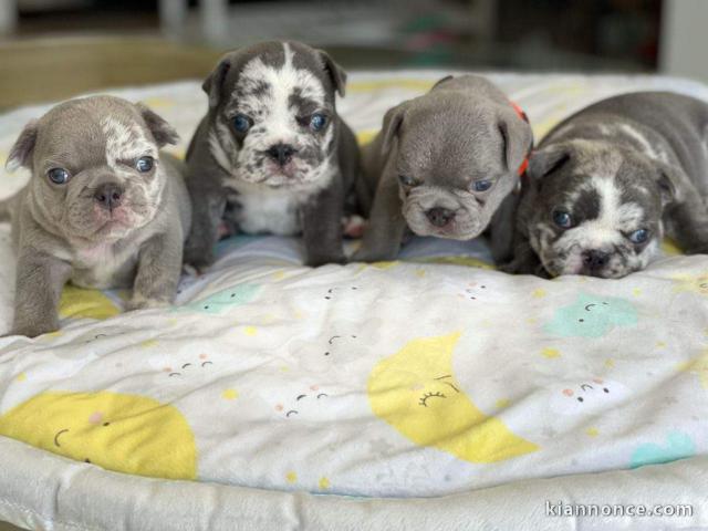 Chiots femelle bouledogue Français disponible à donner 