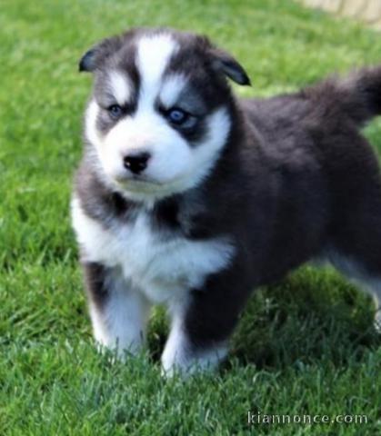 Husky siberien contre bon soins ..