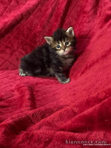 Chatons main coon a donner