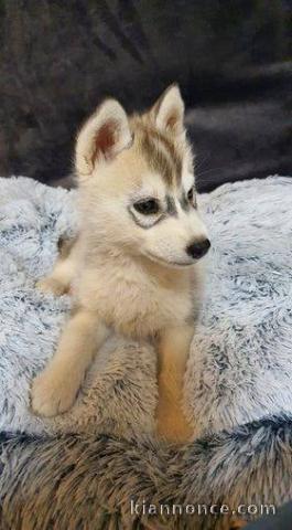 Chiots Husky de Sibérie LOF pour adoption