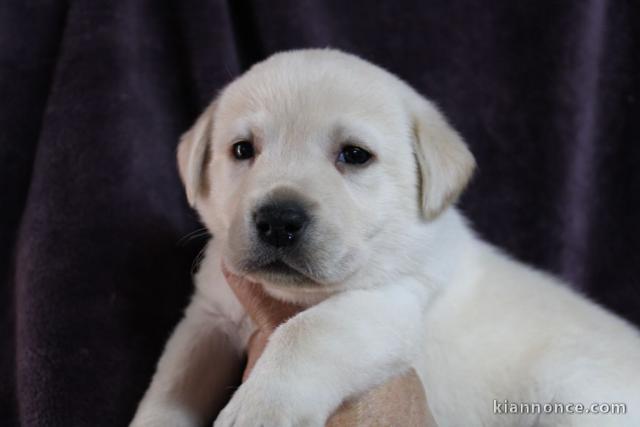 Chiots pure race Labrador disponible