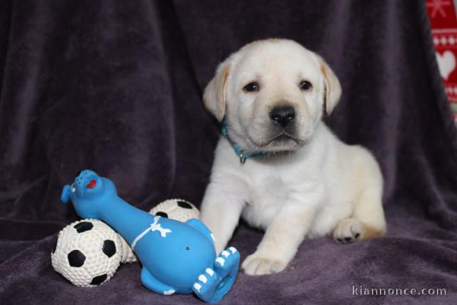 Chiots pure race Labrador Retriever disponible