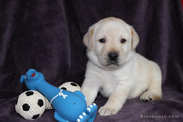 Chiots pure race Labrador Retriever disponible