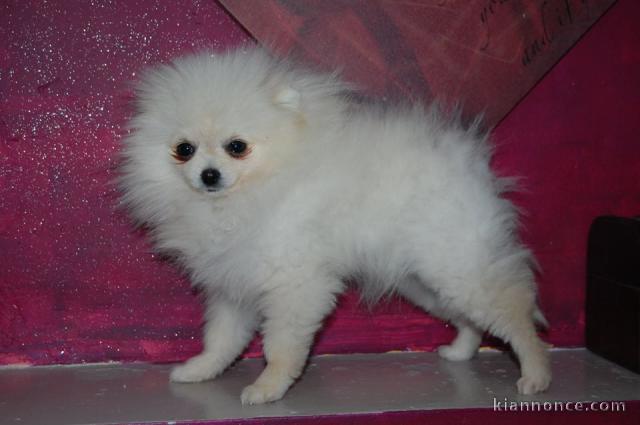 Magnifiques Chiots Spitz Allemand Nain disponible de suite 