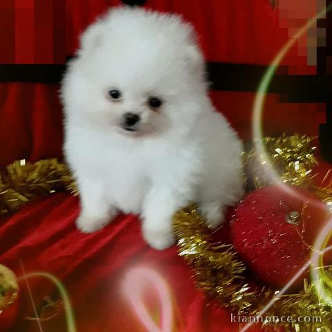 Magnifiques Chiots Spitz Allemand Nain disponible de suite 