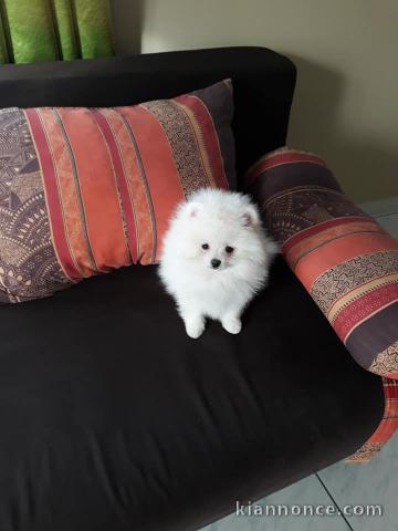 Magnifiques Chiots Spitz Allemand Nain disponible de suite 