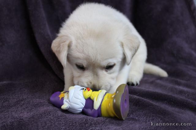 Chiots pure race Labrador disponible