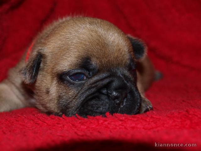 Chiots Bouledogue français cherche une famille d\