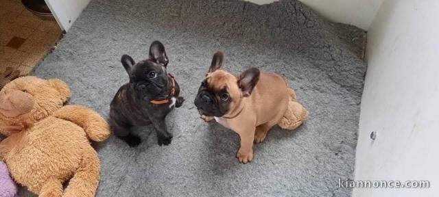 Magnifique couple chiots bouledogue français