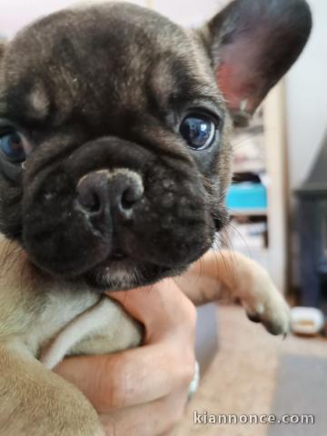 Chiots Bouledogue Français