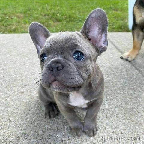 Chiots Bouledogue Français