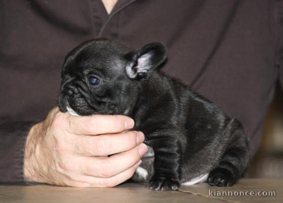 Chiots Bouledogue Français