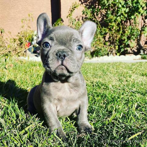 Chiots Bouledogue Français