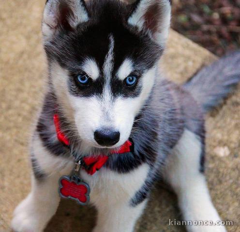 Je donnes Siberian Husky LOFdisponible de suite