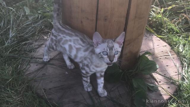 Je donne chatons bengal disponible de suite