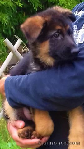 Adorable Chiots Berger Allemand