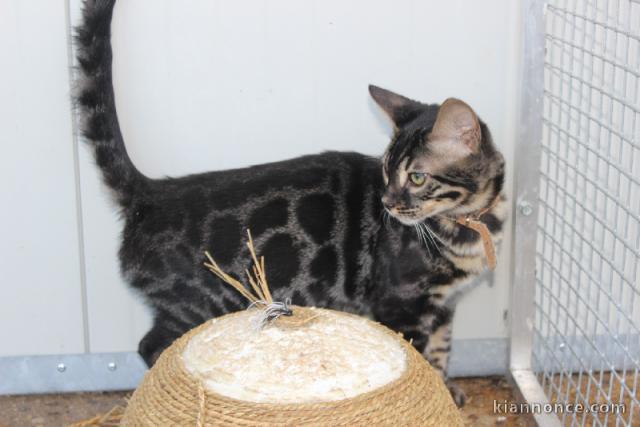 Je donne chatons bengal disponible de suite