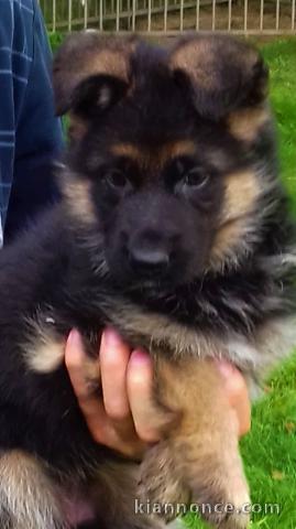 Disponible Chiots Berger Allemand