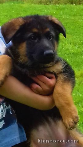 Adorable Chiots Berger Allemand