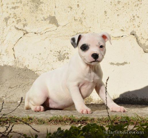 Chiots Staffordshire Bull Terrier POUR ADOPTION 