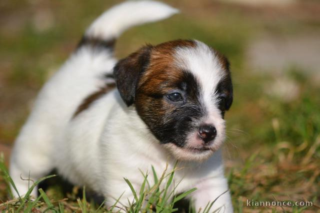 Chiots Jack Russell DISPONIBLE DE SUITE