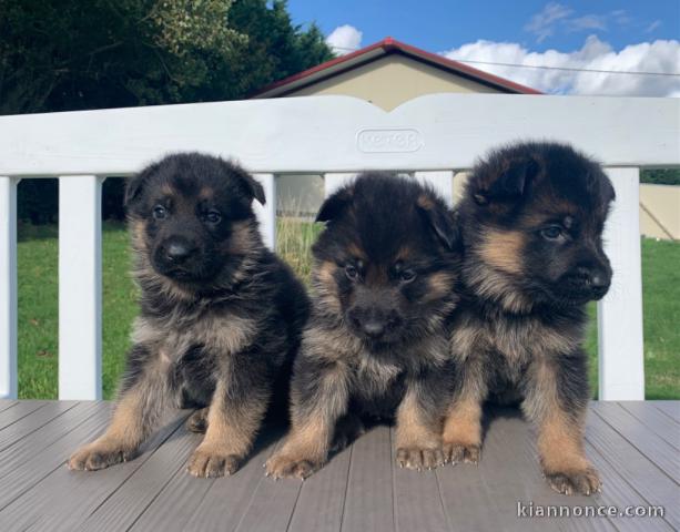 Superbes chiots berger allemand au lof