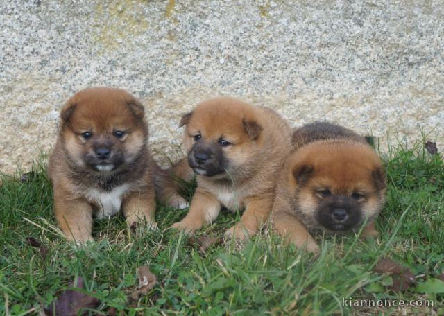 dispo Magnifiques portée de chiots Shiba