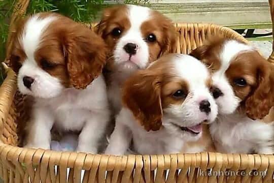 4 Adorables Chiots Cavaliers king Charle inscrit au lof