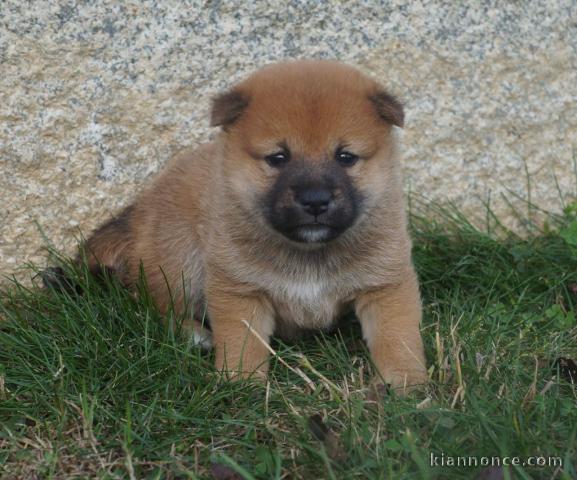 disponible Magnifiques portée de chiots Shiba