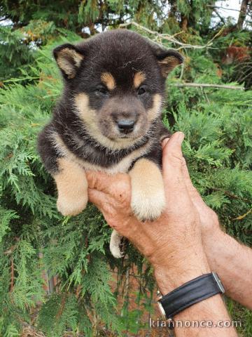 Adorables Chiots Shiba a donner contre bon soin