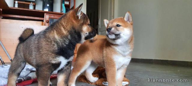 Adorables Chiots Shiba a donner contre bon soin