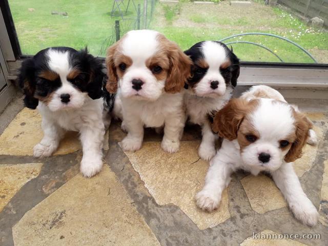 Je donnes mes magnifiques Chiots Cavaliers king Charle