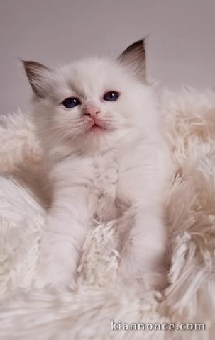 Chatons race pure Ragdoll vaccinés,puces et vermifuges élevés en 