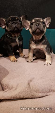 Chiots Bouledogue Français