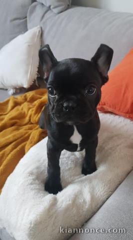 Chiots Bouledogue Français