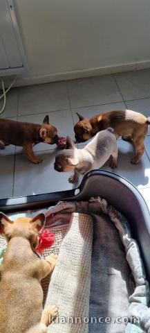 Chiots Bouledogue Français