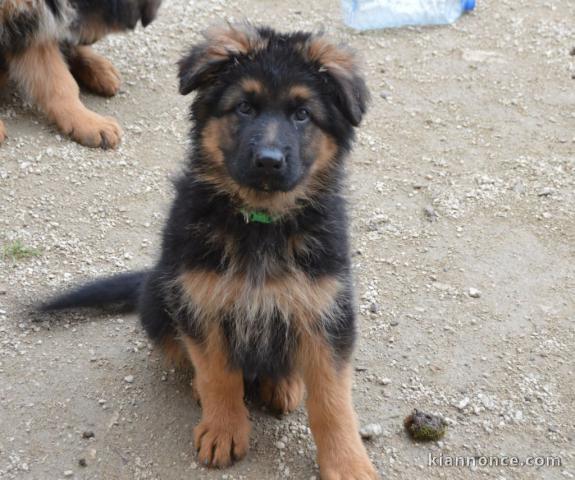 Donne chiot berger allemand femelle lof