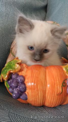 Superbe chaton Ragdoll disponible de suite 