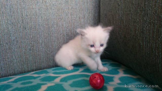 Magnifique chaton ragdoll LOOF