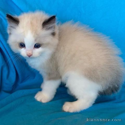 Magnifique chaton ragdoll LOOF