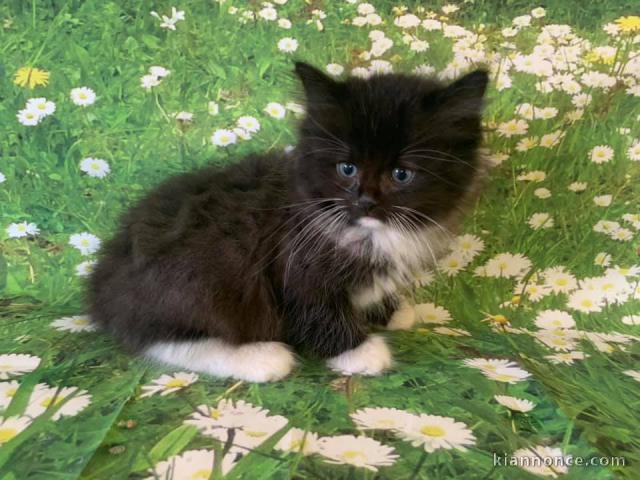 Magnifique chaton ragdoll LOOF