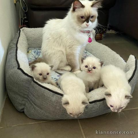 Superbe chaton Ragdoll disponible de suite 