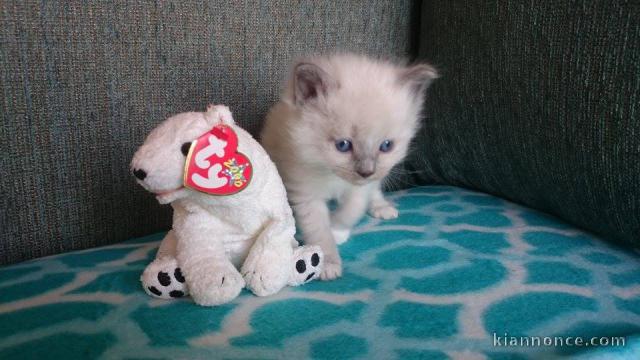 Superbe chaton Ragdoll disponible de suite 