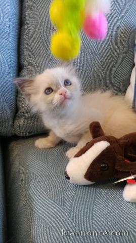 Magnifique chaton ragdoll LOOF